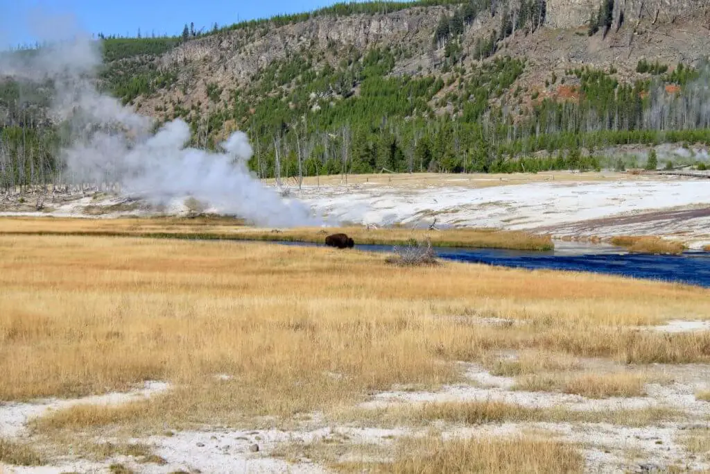 Buffalo standing in a river with steam vent beyond