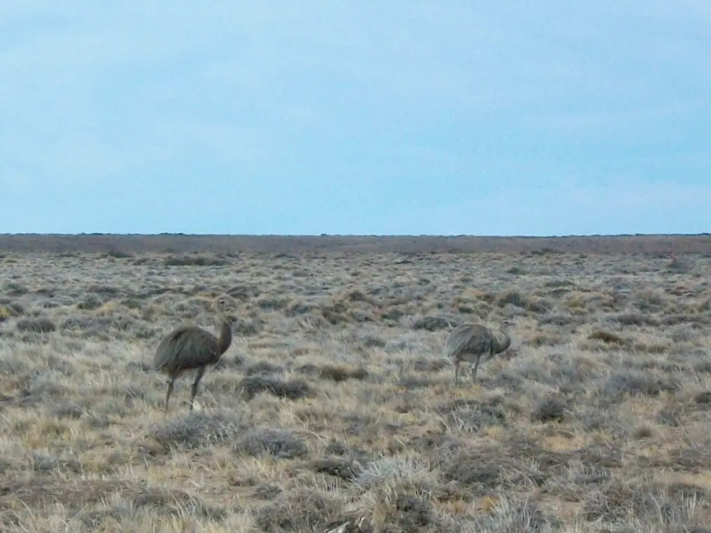 Brown flightless rheas in the scrubland