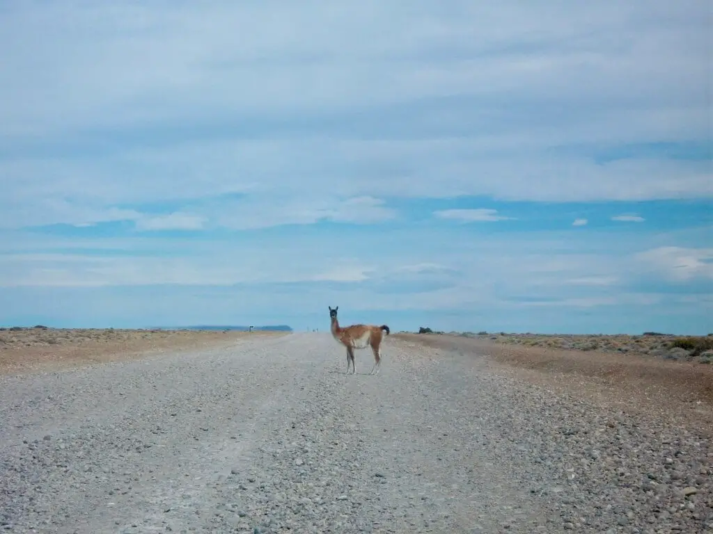 Llama-like guanaco standing in the middle of the road