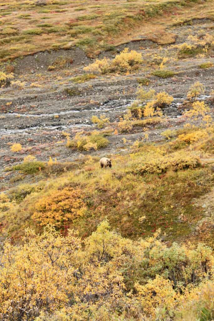 Grizzly bear among fall undergrowth in Denali