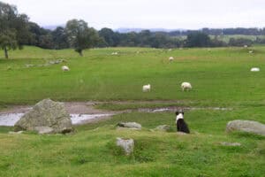 Sheepdog puppy looking out over a green field dotted with sheep