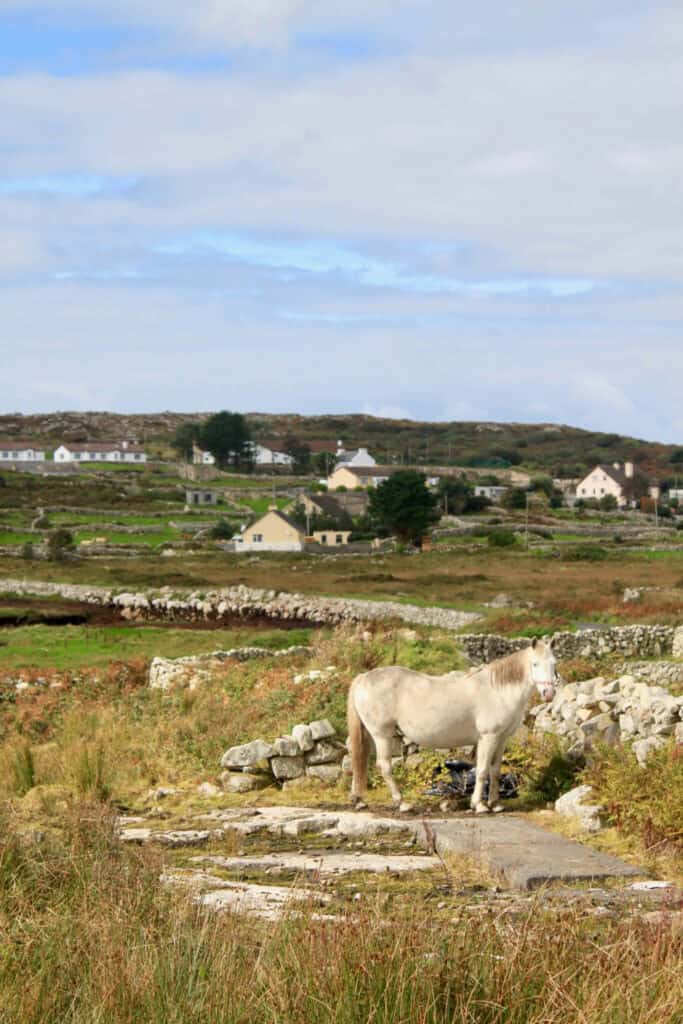Horse in pastoral setting on Connemara Peninsula