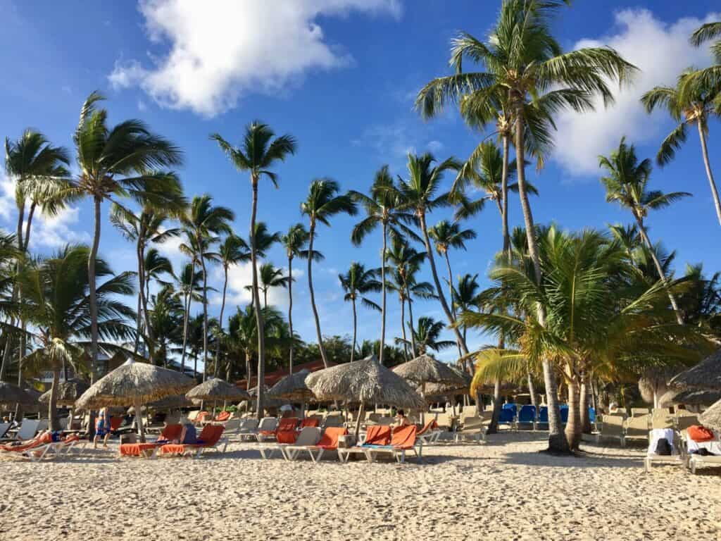 Palm trees, blue sky, and beach chairs