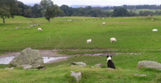 Sheepdog puppy looking out over a green field dotted with sheep